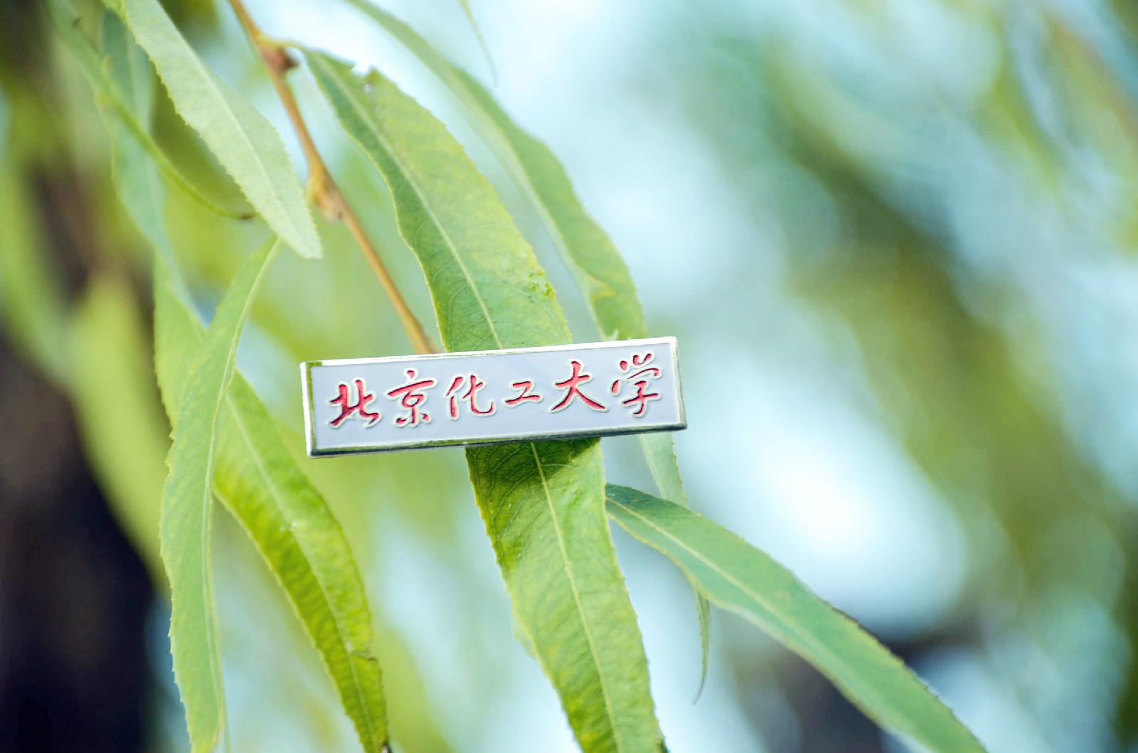 北京化工大学毕业证查询
